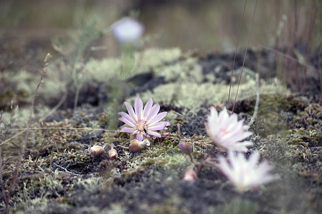 Flower 2372985